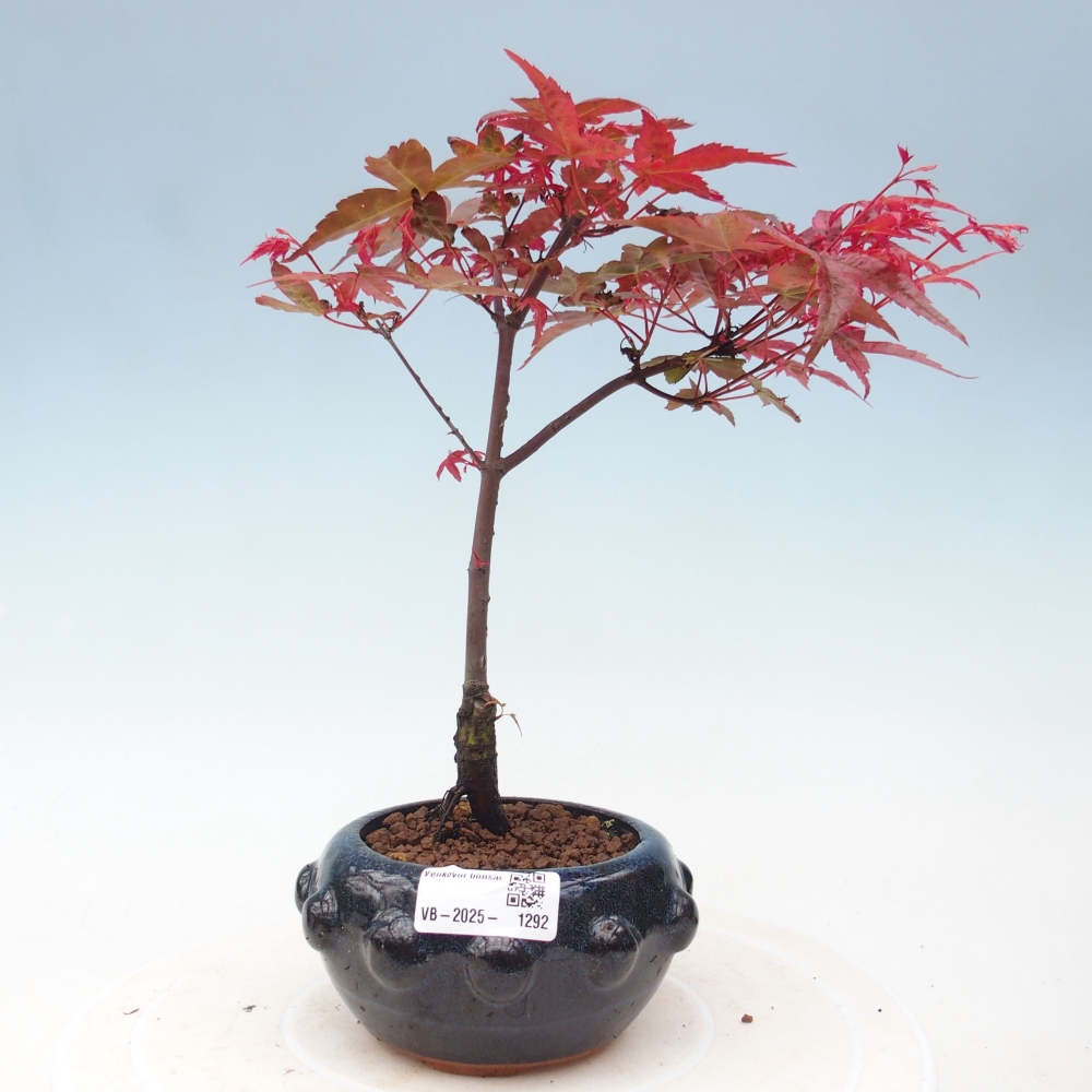 Outdoor bonsai - dlanitolistý Maple - Acer palmatum DESHOJO