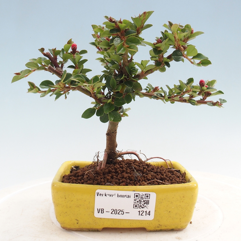 Outdoor bonsai - Cotoneaster horizontalis - Rock tree