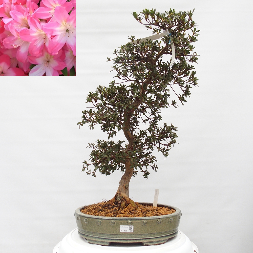 Outdoor bonsai - Japanese Azalea - Azalea Akari