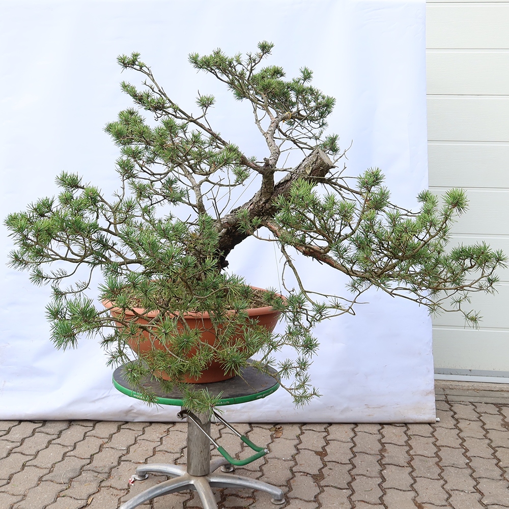 Pinus sylvestris Spain - Scots pine