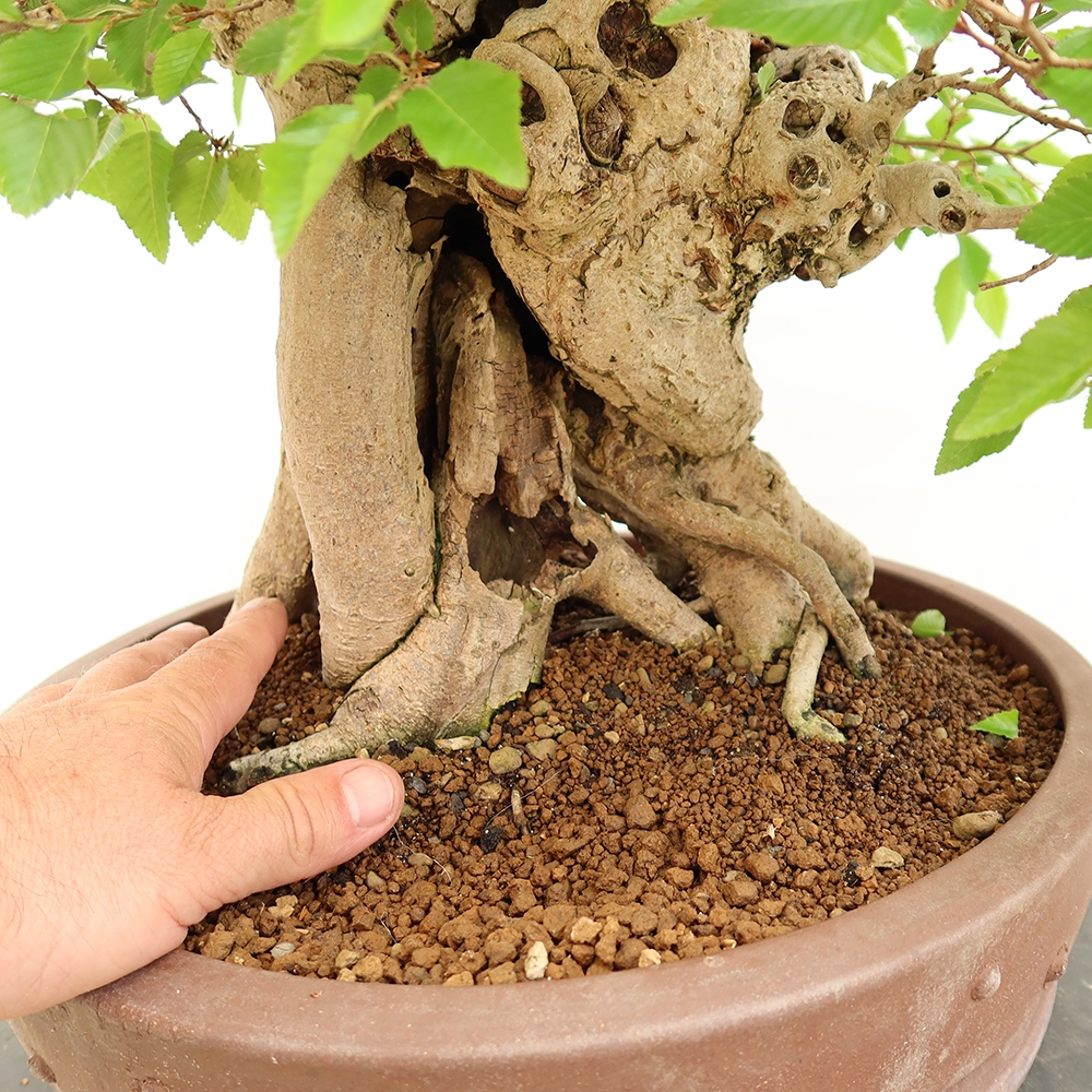Outdoor bonsai - Carpinus Coreana - Korean hornbeam
