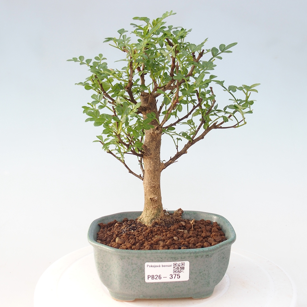Room bonsai - Zantoxylum piperitum - pepper tree