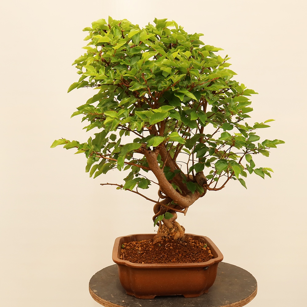 Outdoor bonsai - Carpinus Coreana - Korean hornbeam