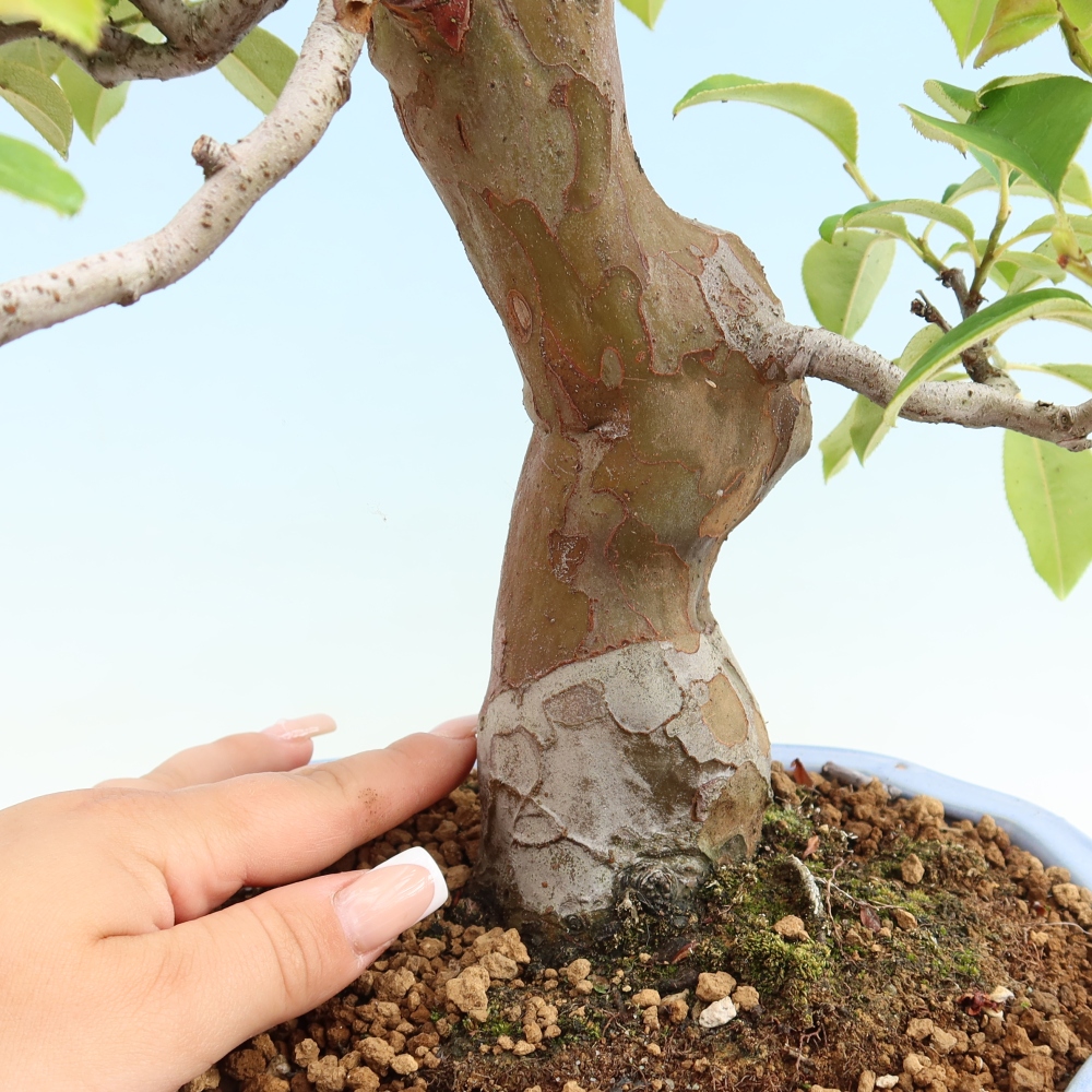 Outdoor bonsai - Pseudocydonia sinensis - Chinese quince