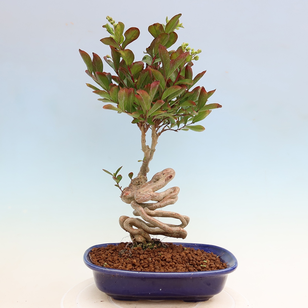 Indoor Bonsai - Lagerstroemia indica - Indian Lilac