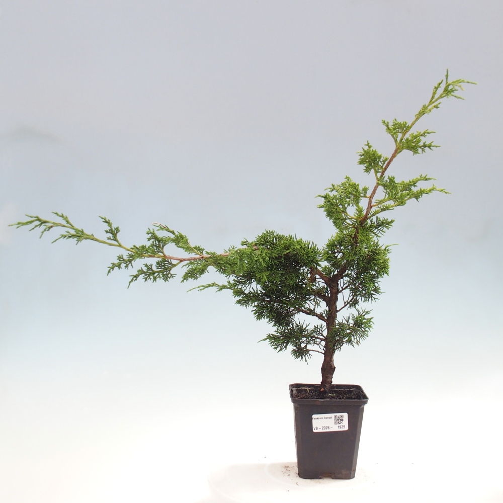 Outdoor bonsai - Juniperus chinensis Itoigawa