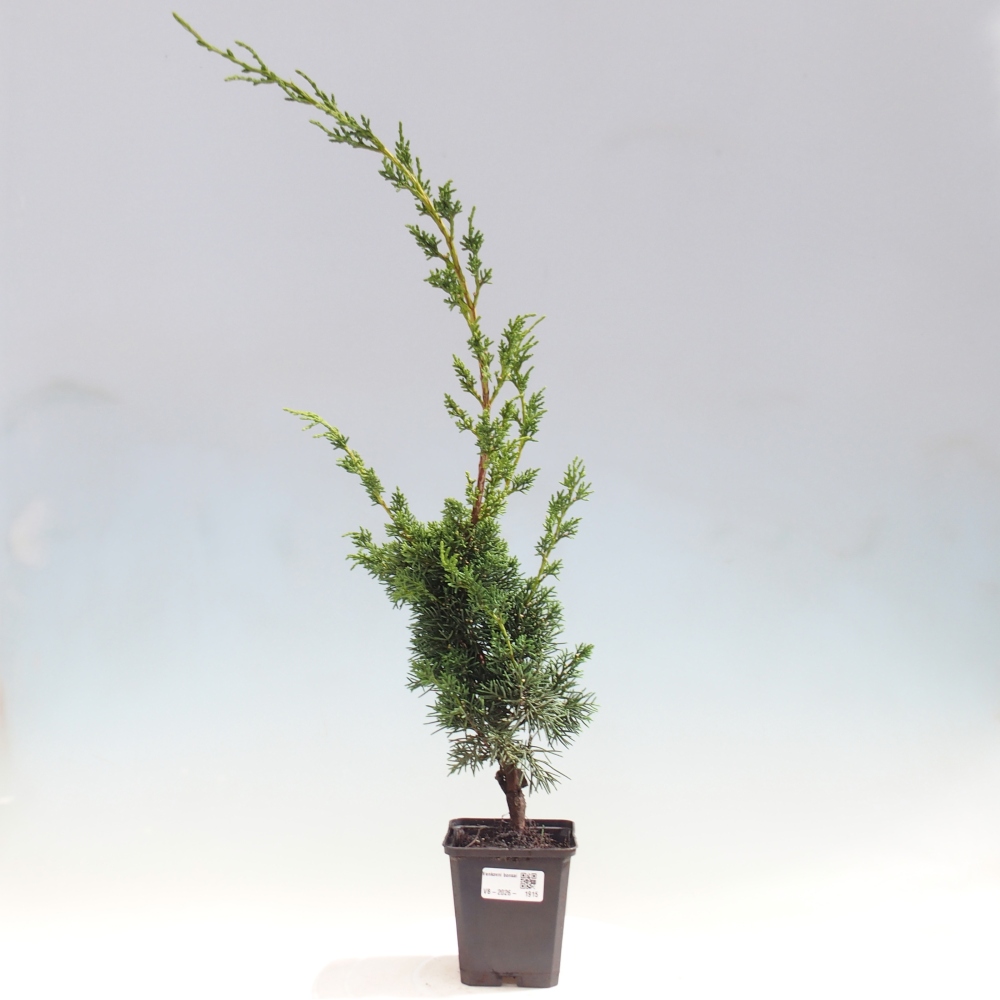Outdoor bonsai - Juniperus chinensis Kishu