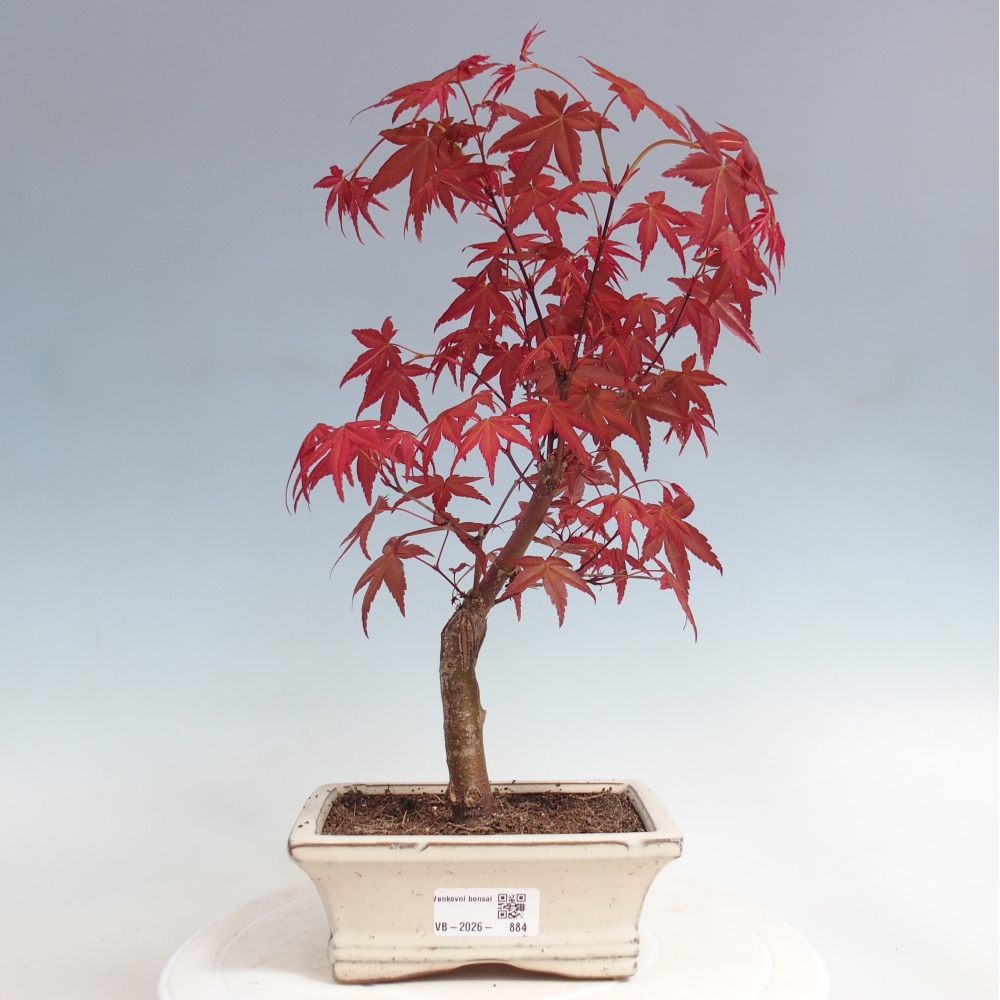Outdoor bonsai - Acer palmatum DESHOJO