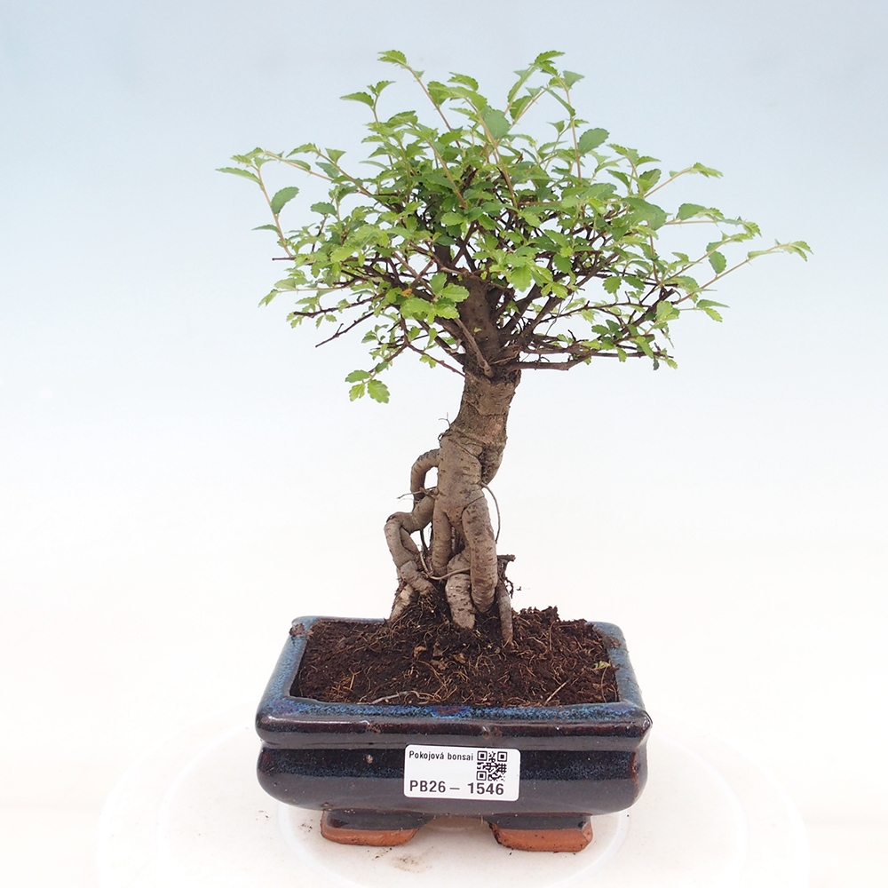 Room bonsai - Ulmus parvifolia - Small-leaved elm