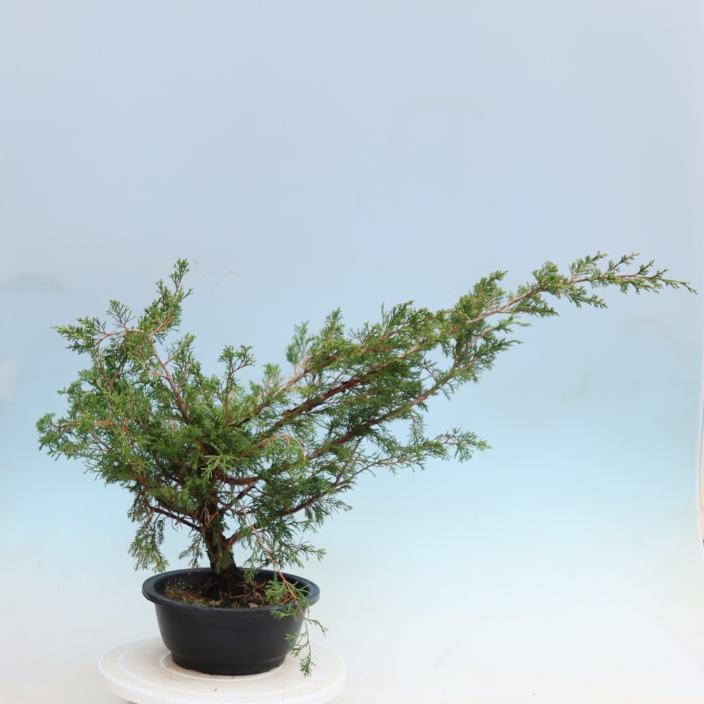 Outdoor Bonsai - Juniperus chinensis Itoigawa - Chinese Juniper