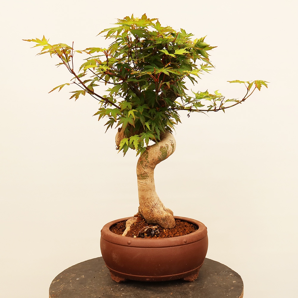 Outdoor bonsai - Maple palmatum - Palms