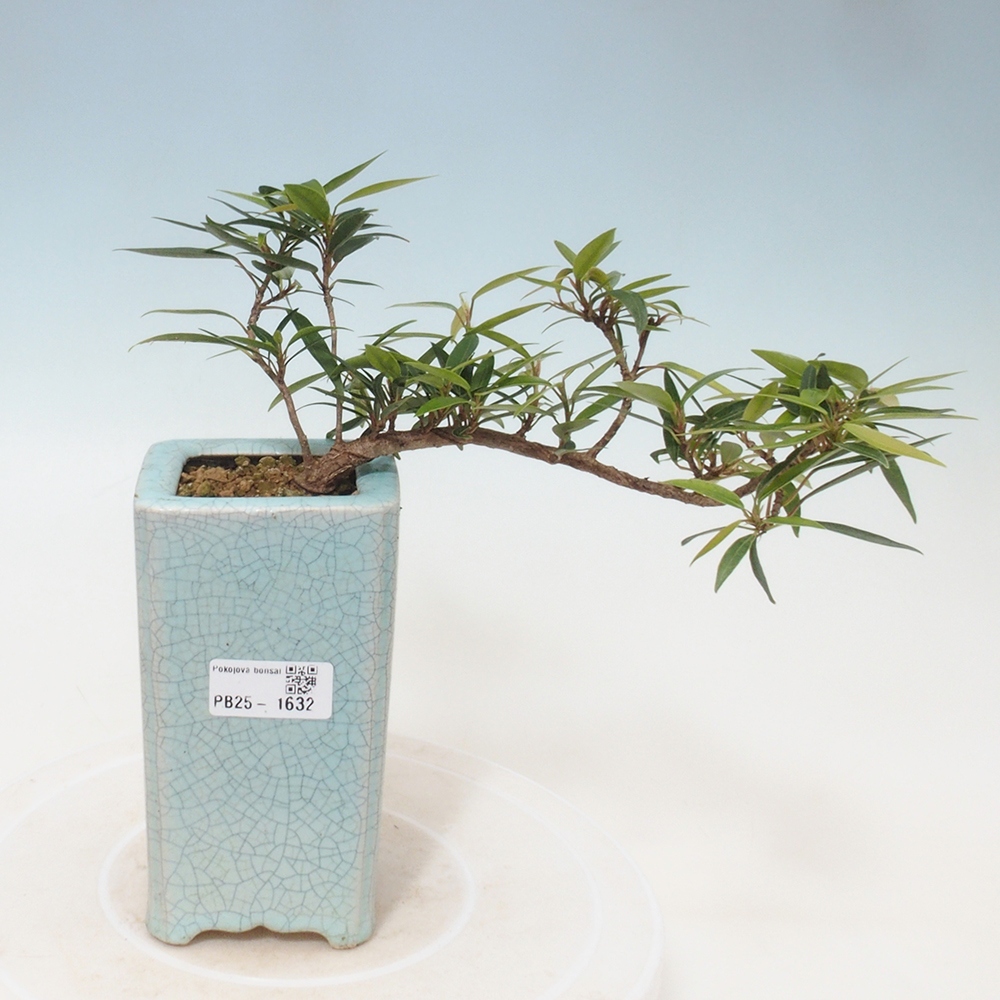 Indoor bonsai - Ficus nerifolia - small-leaved ficus