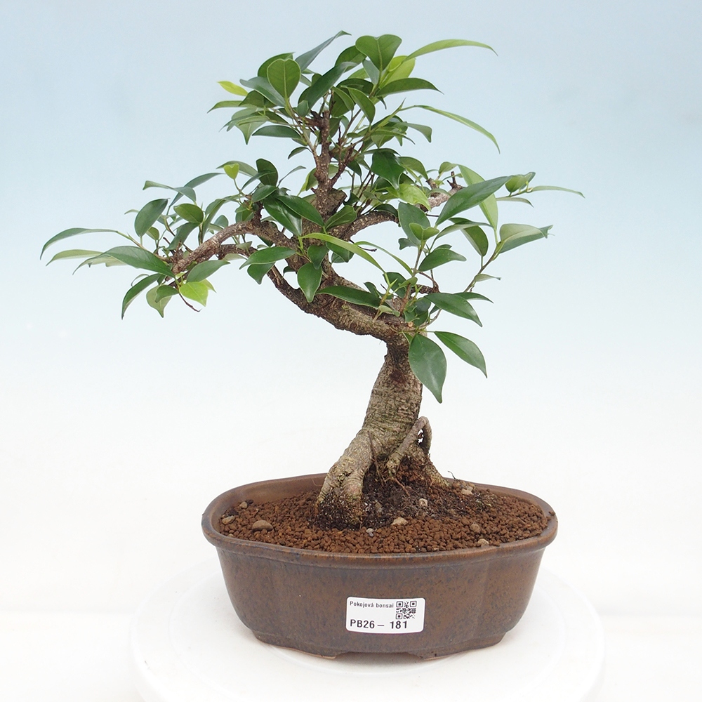 Indoor bonsai - Ficus retusa - small ficus