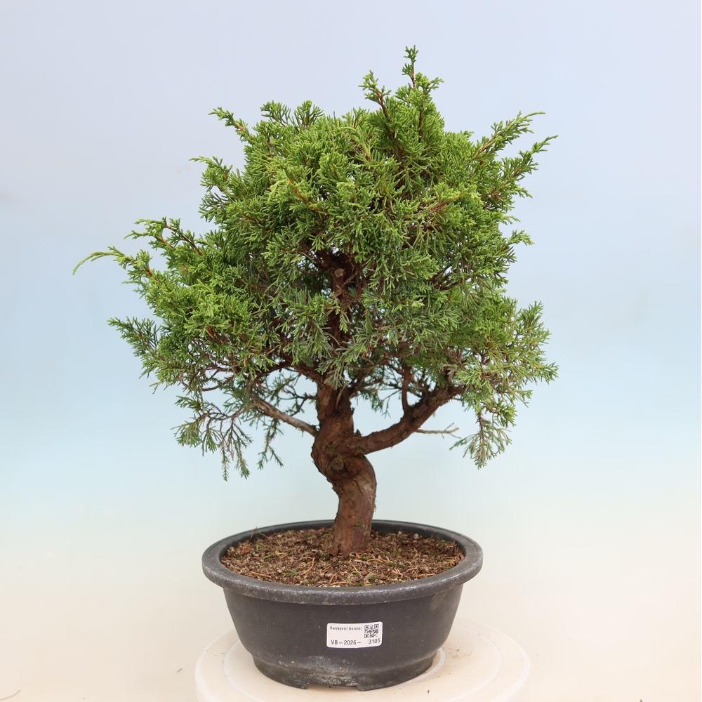 Outdoor Bonsai - Juniperus chinensis Itoigawa - Chinese Juniper