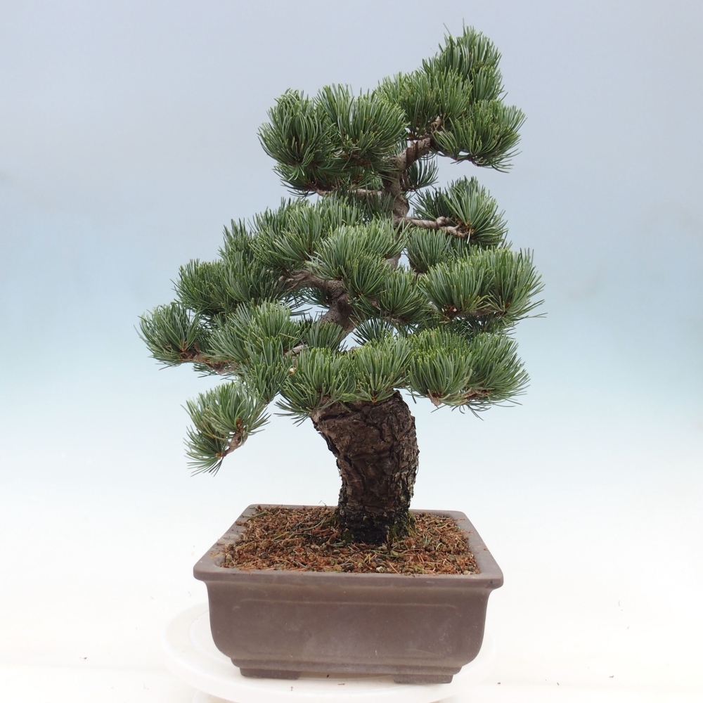 Outdoor bonsai - Pinus parviflora - Small pine tree