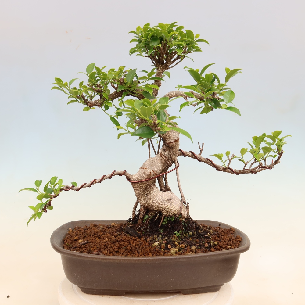 Room bonsai - Ficus kimmen - small-leaved ficus