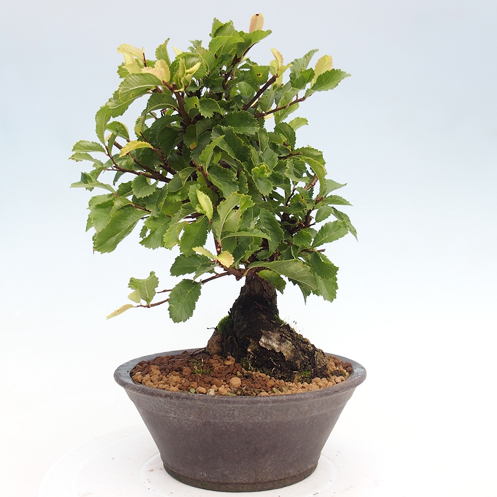 Outdoor bonsai - Zelkova - Zelkova NIRE