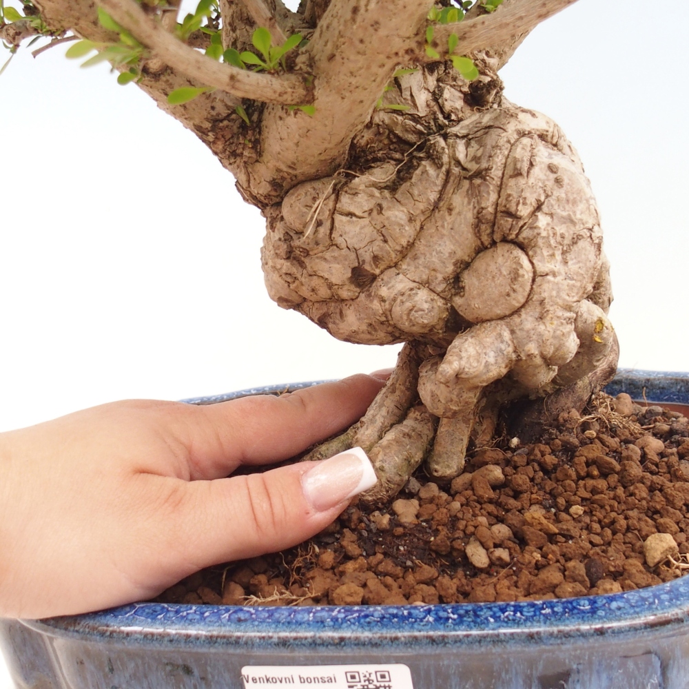 Outdoor bonsai - Berberis coreana