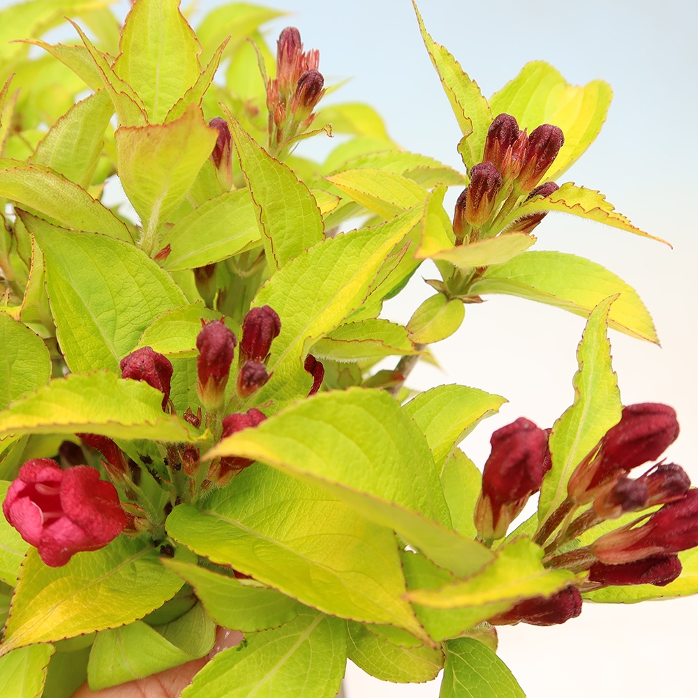 Outdoor Bonsai - Weigela subsessilis - Korean Weigela
