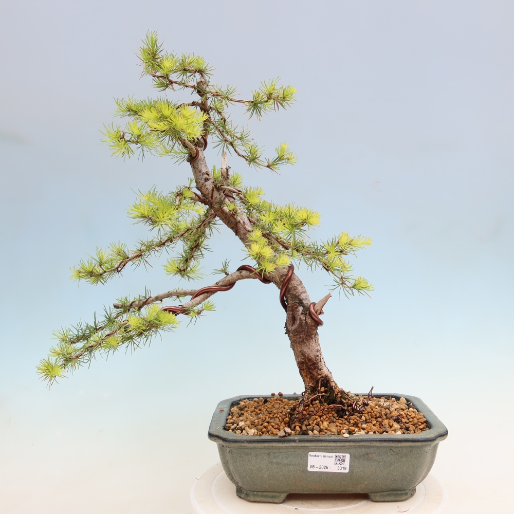Outdoor bonsai -Larix decidua - Larch