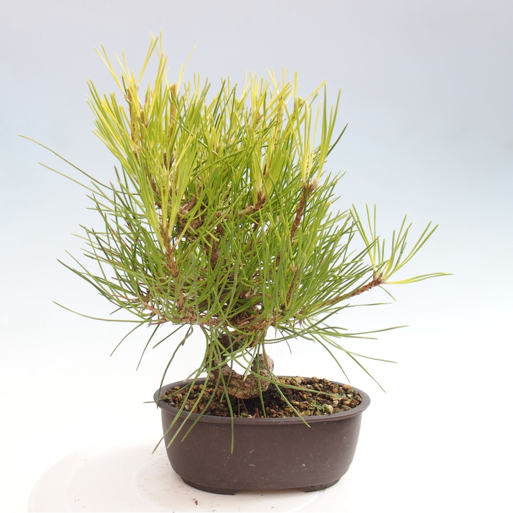 Outdoor bonsai - Pinus thunbergii - Thunbergia pine