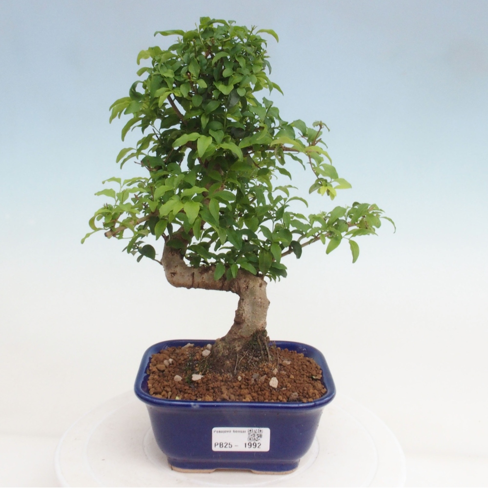Indoor bonsai -Ligustrum chinensis - Bird's beak