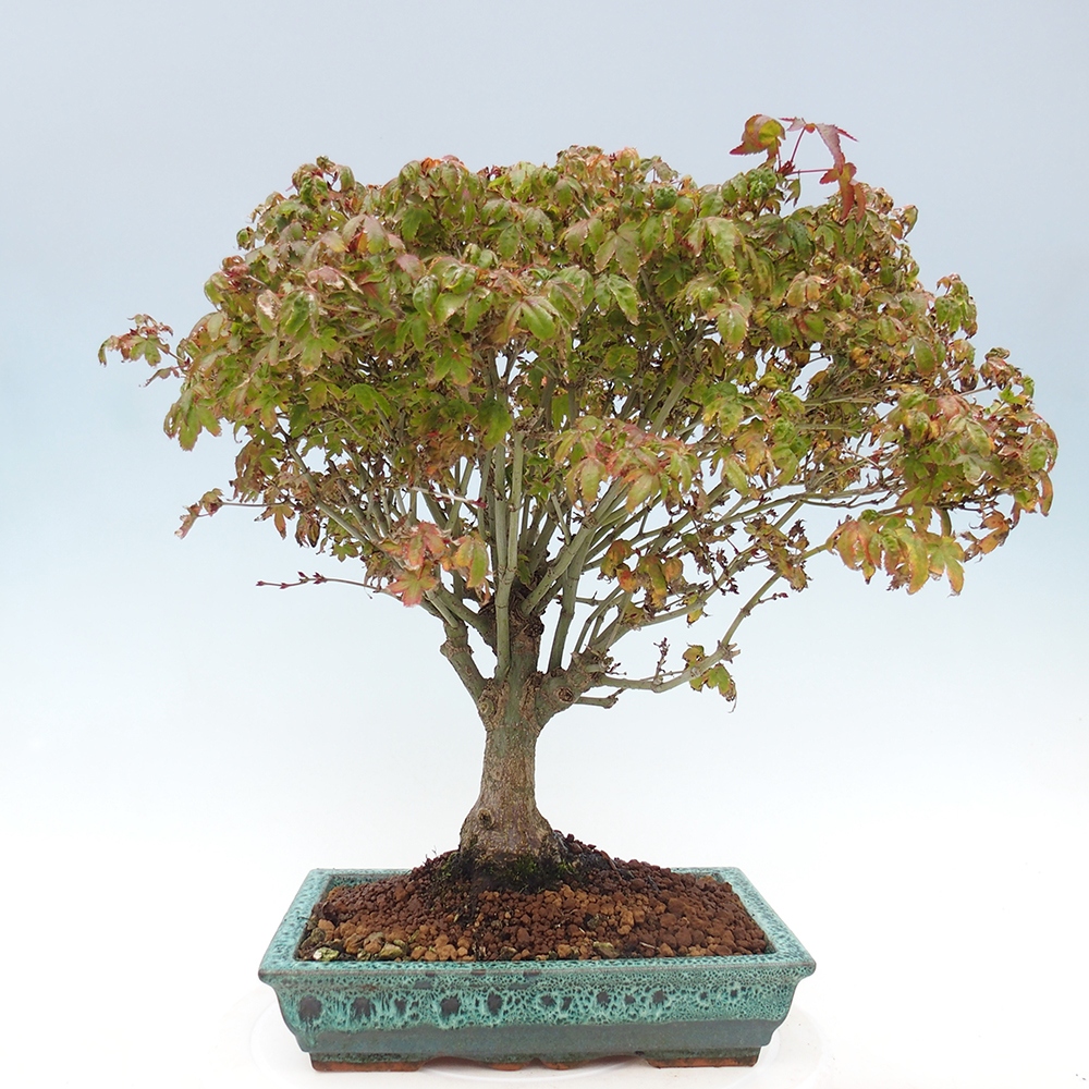 Acer palmatum KIOHIME - Palmetto maple
