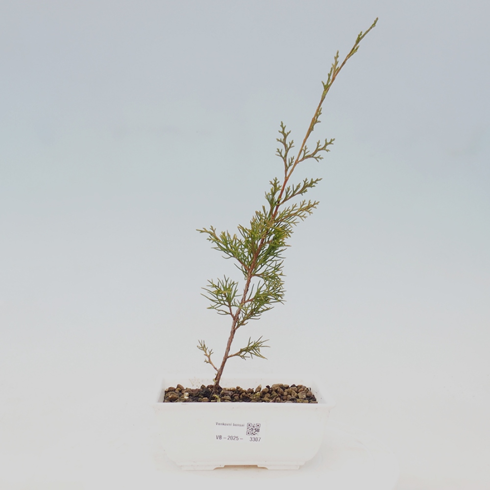 Outdoor bonsai - Juniperus chinensis Itoigawa - Chinese juniper