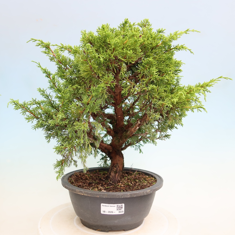Outdoor Bonsai - Juniperus chinensis Itoigawa - Chinese Juniper