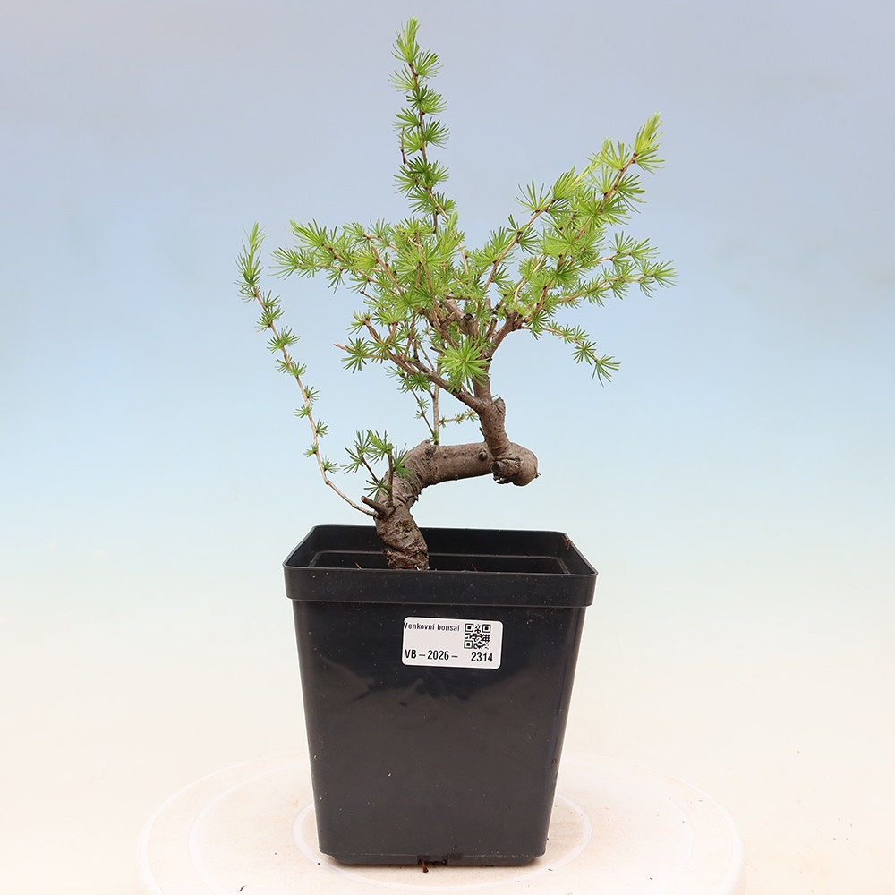 Outdoor bonsai -Larix decidua - Larch