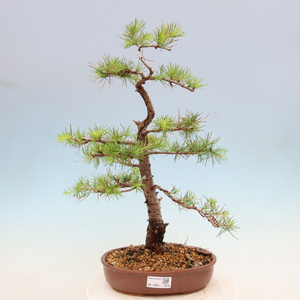 Outdoor bonsai -Larix decidua - Larch
