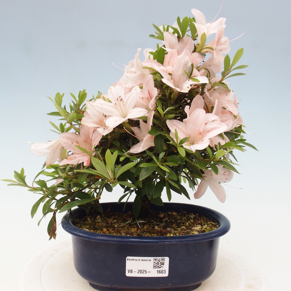 Outdoor bonsai - Japanese azalea - Azalea Nikko