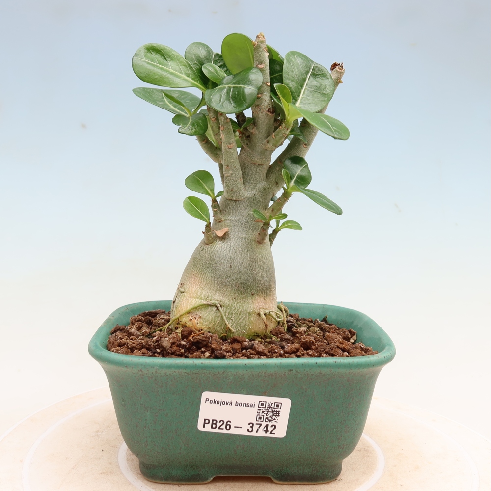 Indoor Bonsai - Adenium obesum Red Star - Desert Rose