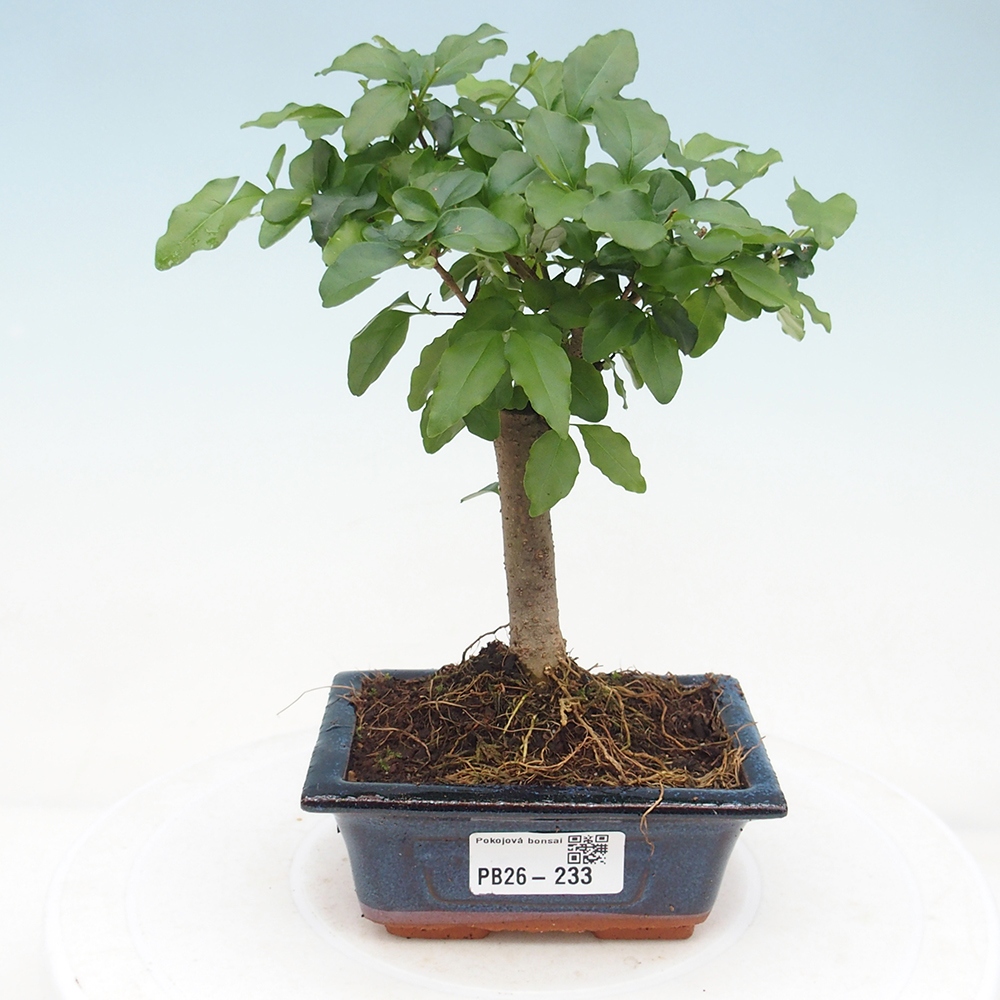 Room bonsai -Ligustrum chinensis - Birds Beak