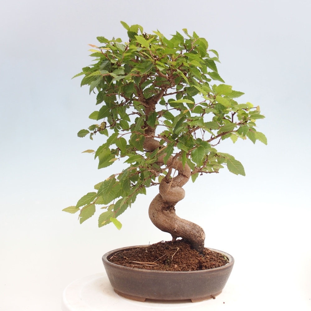 Outdoor bonsai -Carpinus CARPINOIDES - Korean hornbeam