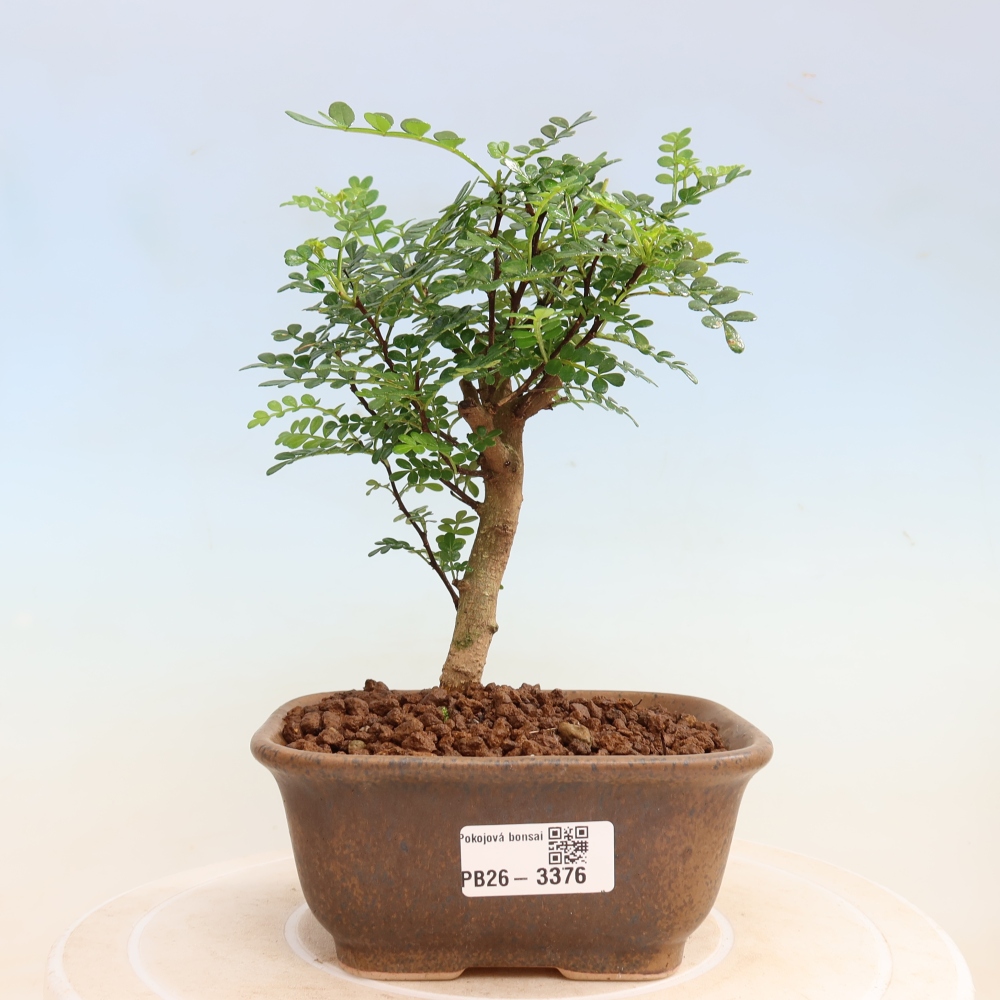 Room bonsai - Zantoxylum piperitum - pepper tree