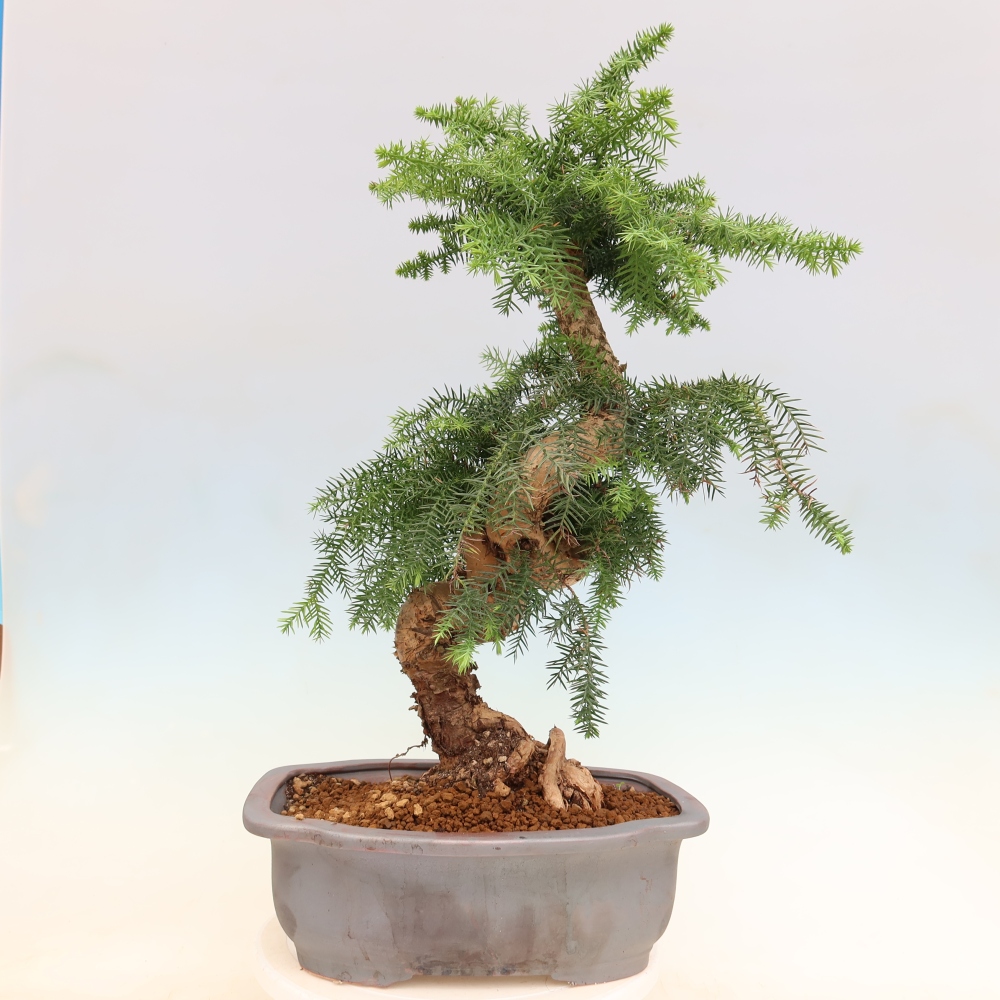 Indoor Bonsai - Araucaria - Indoor Spruce