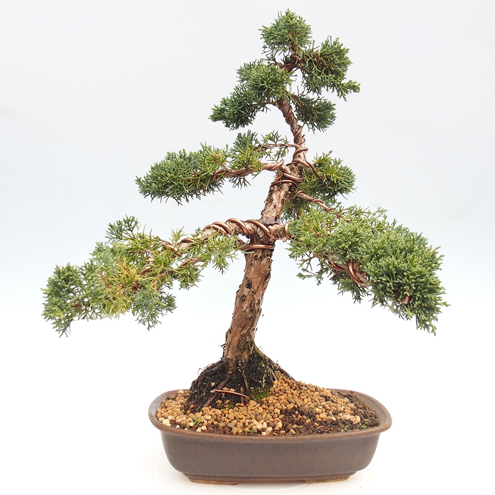 Outdoor bonsai - Juniperus chinensis Kishu - Chinese juniper