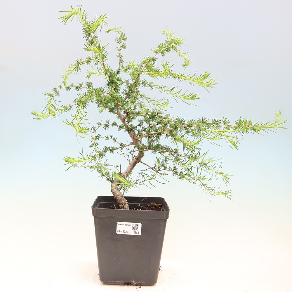Outdoor bonsai -Larix decidua - Larch