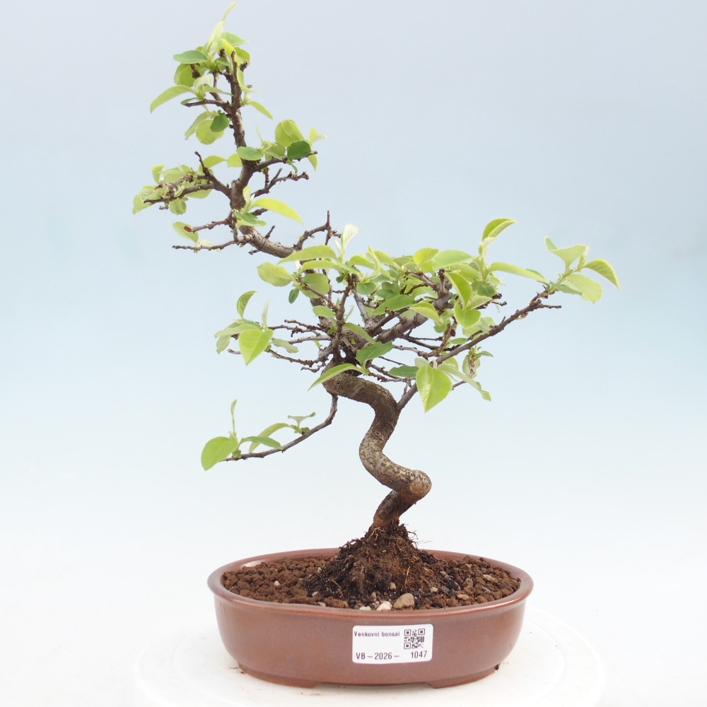 Outdoor bonsai - Chaneomeles chinensis