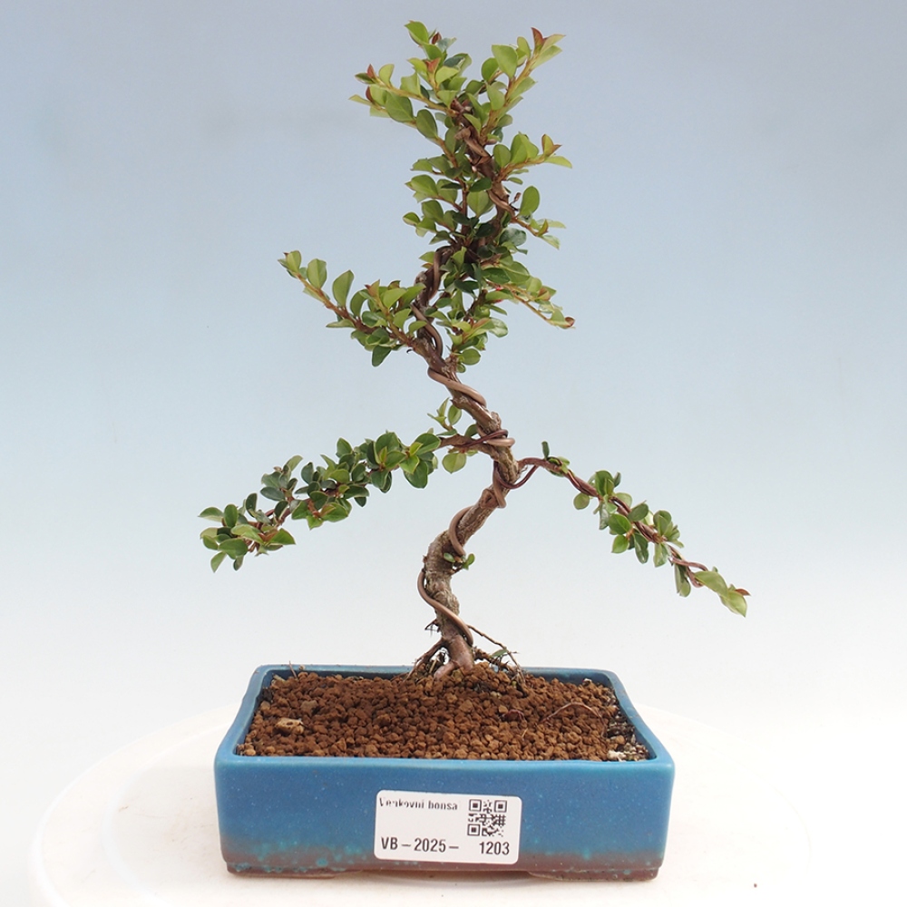 Outdoor bonsai-Cotoneaster horizontalis - Rock