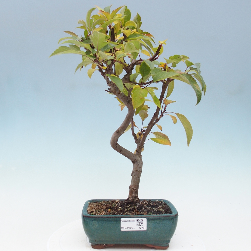 Outdoor bonsai - Malus halliana - Small-fruited apple tree