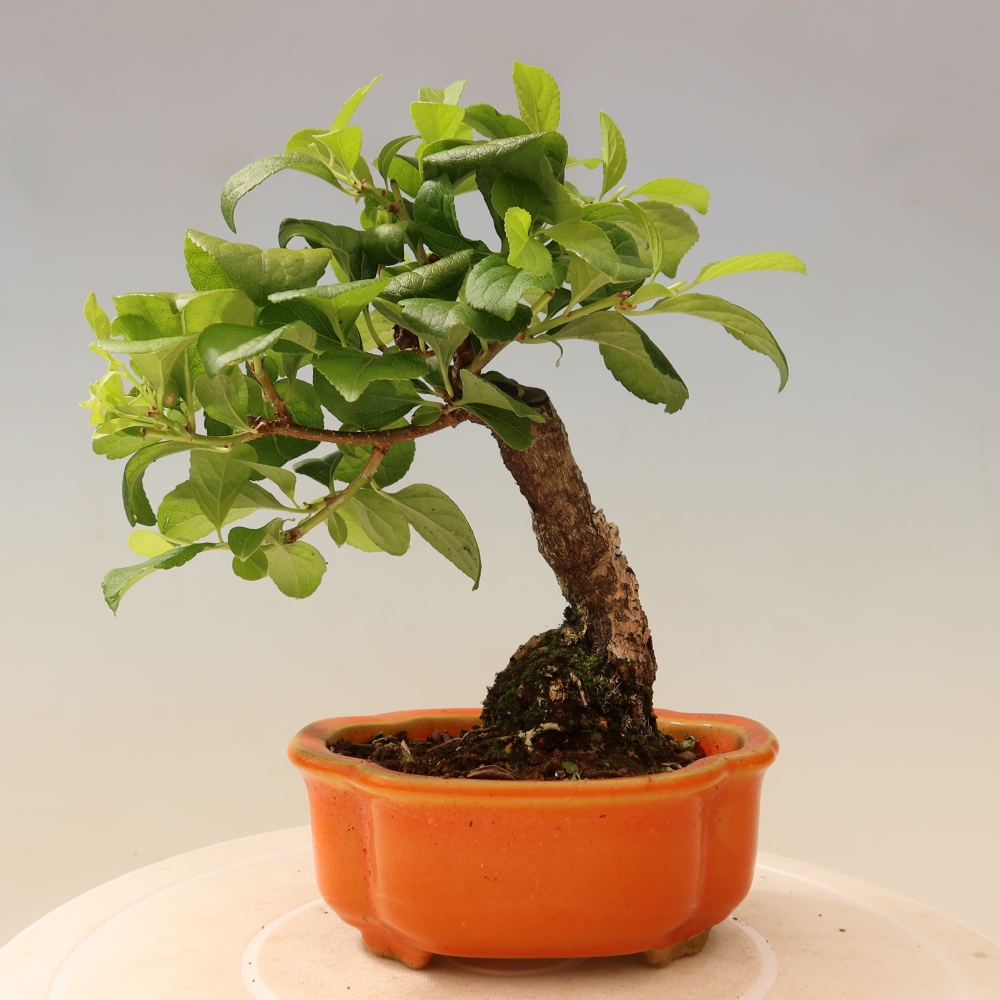 Outdoor bonsai - Celastrus orbiculatus