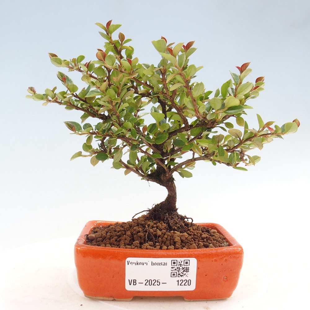 Outdoor bonsai - Cotoneaster horizontalis - Rock tree