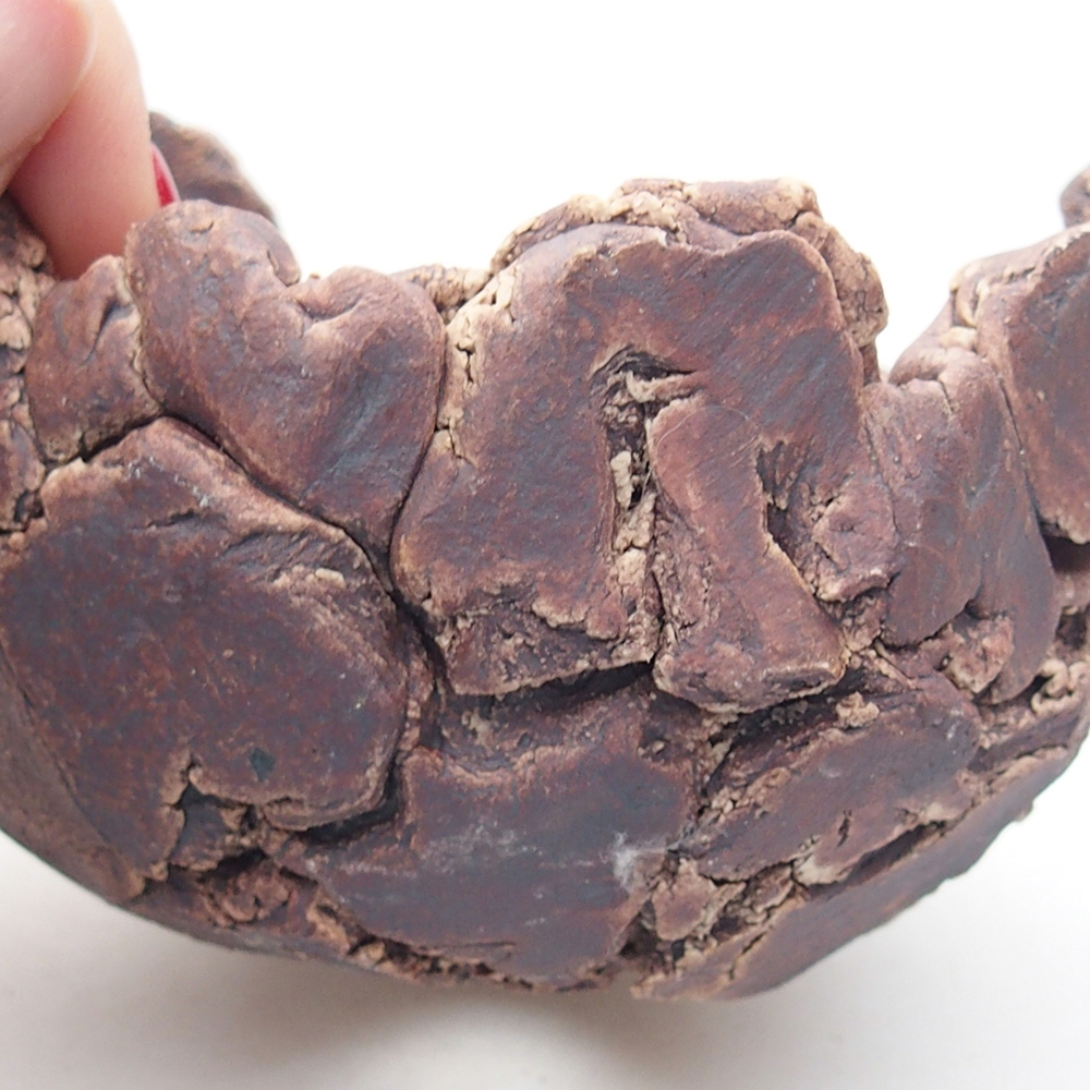 Ceramic Shell 9 x 9 x 6 cm , colour brown
