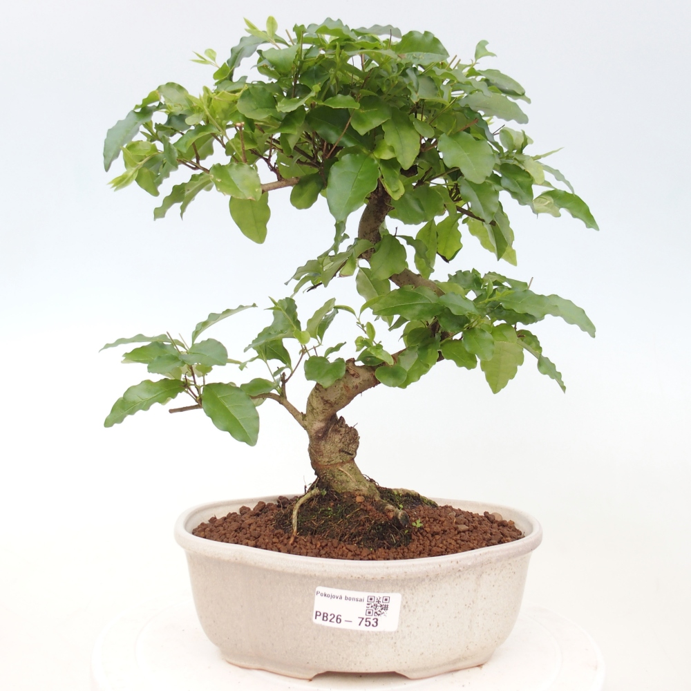 Room bonsai -Ligustrum chinensis - Birds Beak