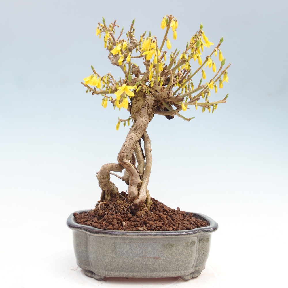 Outdoor bonsai - Zlatice - Forsythia koreana