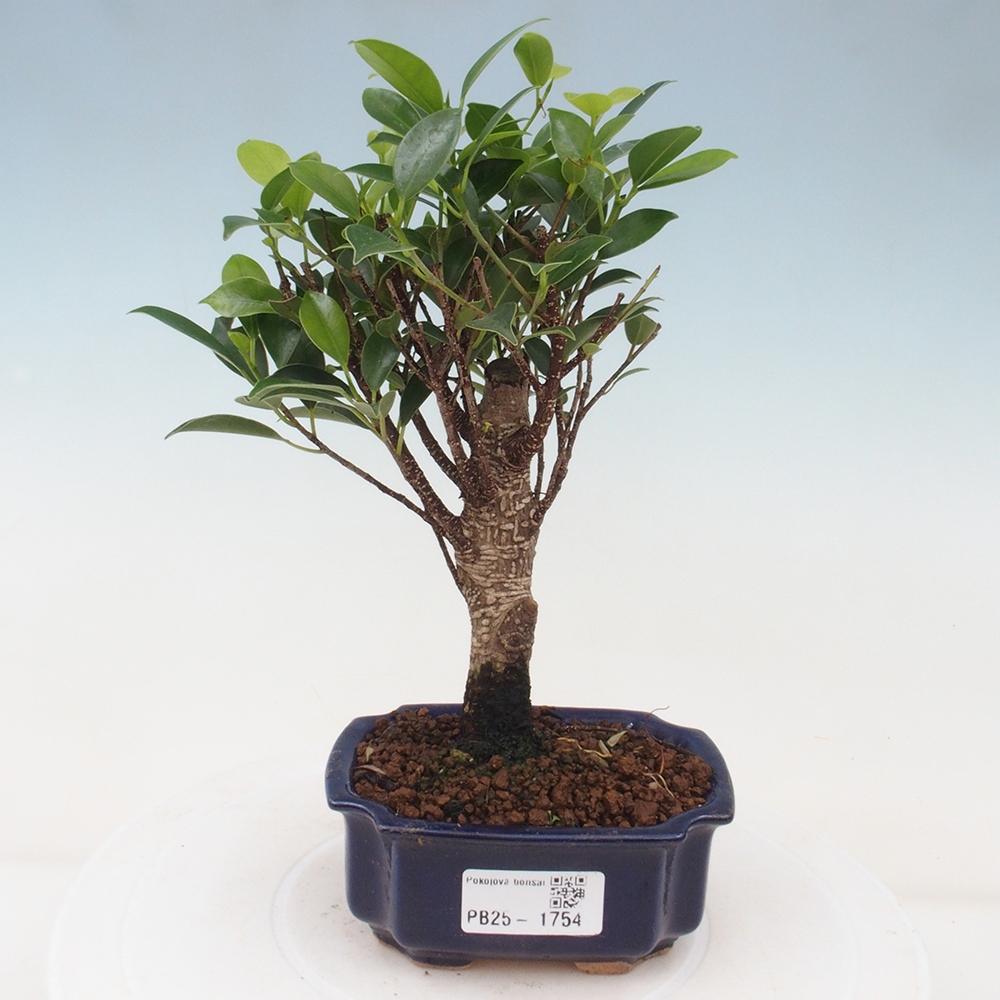 Indoor bonsai - Small-leaved ficus - Ficus kimmen