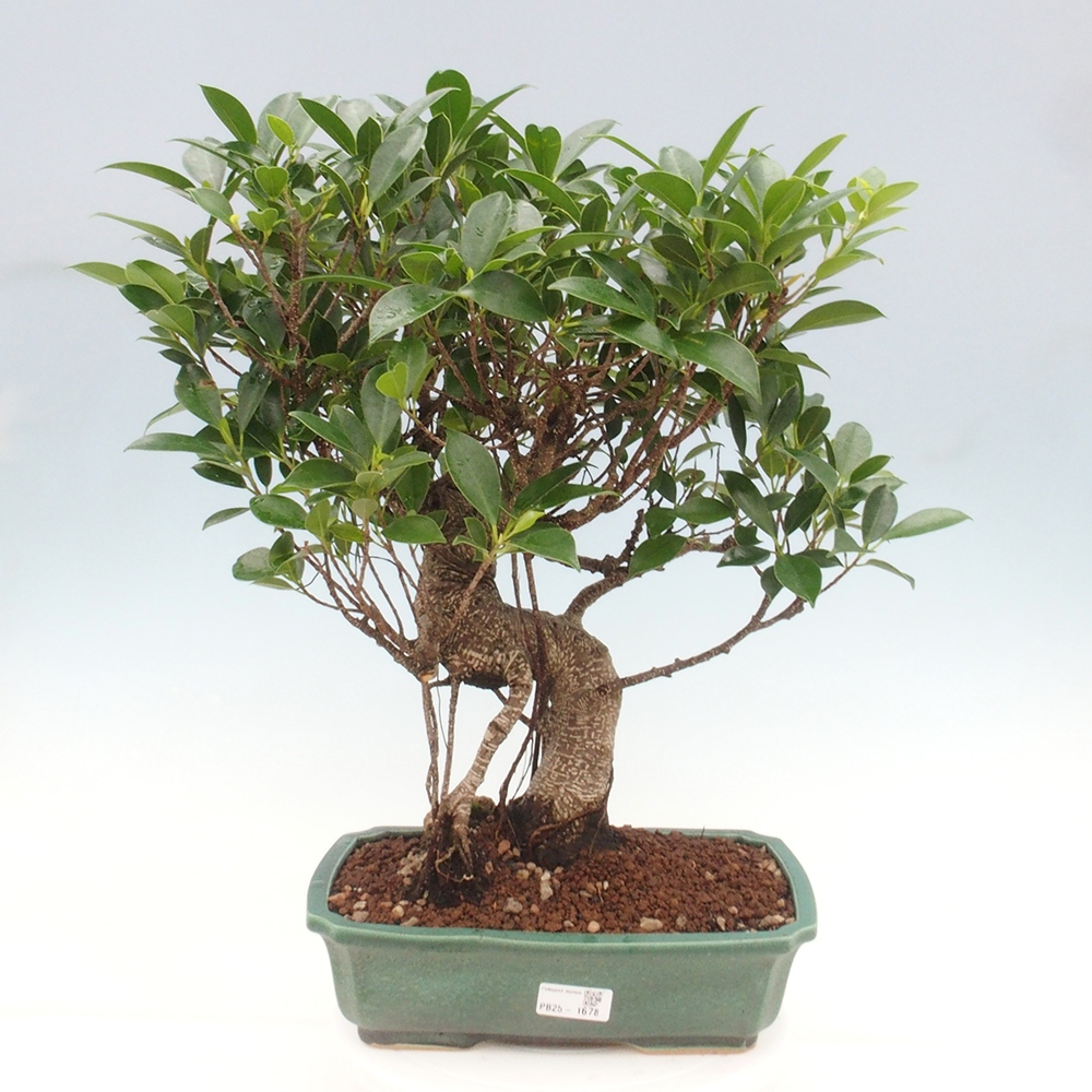 Indoor bonsai - Ficus kimmen - small-leaved ficus