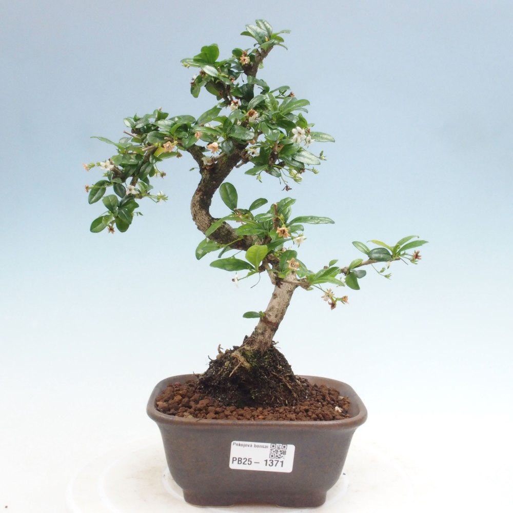 Indoor bonsai - Carmona macrophylla - Fuki tea